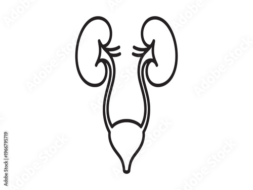 Human kidney anatomy, urinary system, medical illustration, black line art isolated on White Background