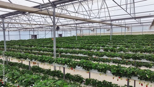 Drone View Inside Clean Hydroponic Strawberry Greenhouse – No People, High Tech Farming 4K