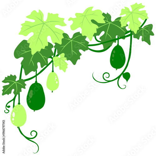 Green vine with hanging gourds and leaves, climbing plant, vegetable, natural growth.