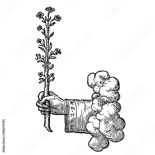 Hand Holding Flowering Plant, Vintage Botanical Heraldic Engraving Illustration