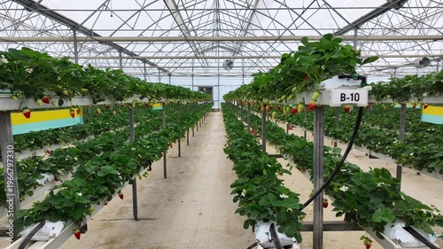 Drone View Inside Clean Hydroponic Strawberry Greenhouse – No People, High Tech Farming 4K