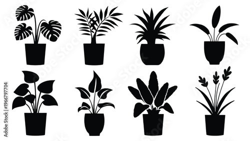 Variety of potted indoor plants arranged in a row