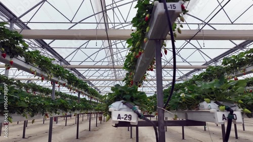 Drone View Inside Clean Hydroponic Strawberry Greenhouse – No People, High Tech Farming 4K