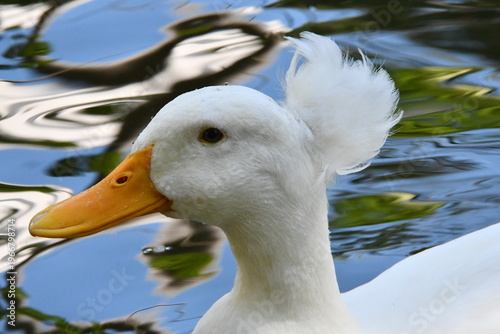 Wallpaper Mural Belíssima marreca pompom no lago do Museu da República - Palácio do Catete - RJ Torontodigital.ca