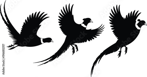 PrintFlying pheasant silhouettes collection, bird in motion, wildlife nature illustration, feather detail art, outdoor avian design, black abstract figure
