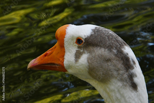 Wallpaper Mural O Ganso Antônio em close-up com a sua mancha cinza na cabeça para não ser confundido. Museu da República - Palácio do Catete - RJ Torontodigital.ca