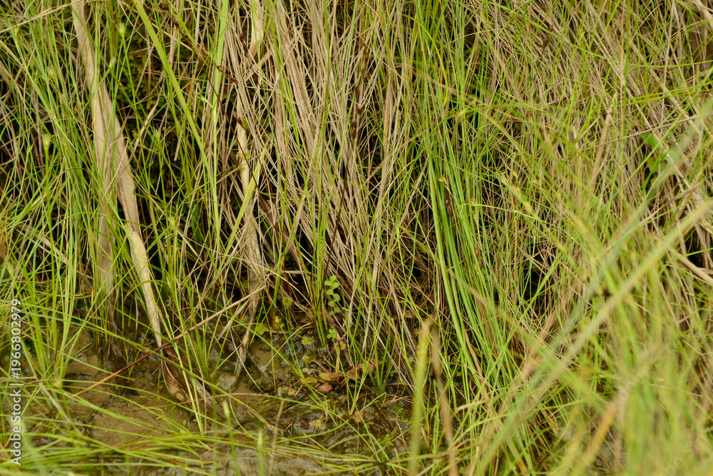 Obraz premium Drosera rotundifolia is a perennial insectivorous plant in South Korea. It features spatula shaped leaves with red glandular hairs to trap insects in wet marshland environments site.