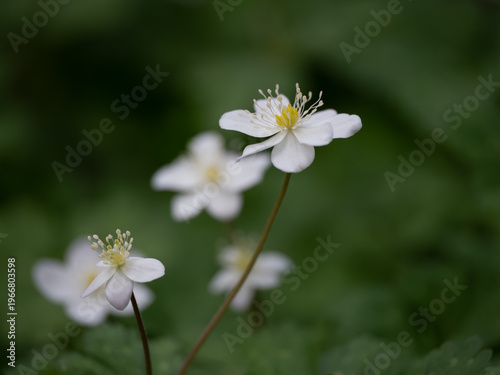 春を知らせるニリンソウ
