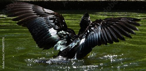 Wallpaper Mural Belíssima pata selvagem de lindas asas tomando banho no lago do Museu da República - Palácio do Catete - RJ Torontodigital.ca