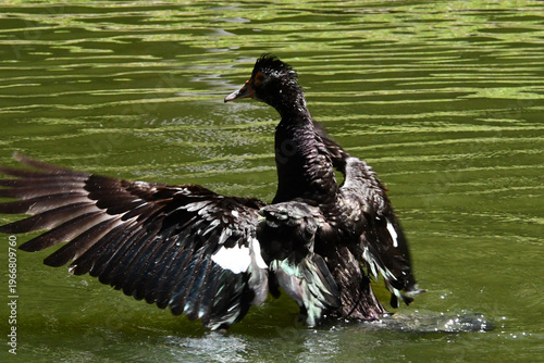 Wallpaper Mural Belíssima pata selvagem de lindas asas tomando banho no lago do Museu da República - Palácio do Catete - RJ Torontodigital.ca