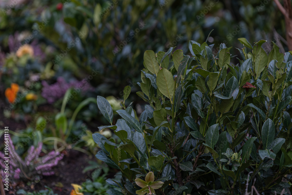 Fototapeta premium Evergreen shrub with glossy leaves in urban garden landscaping concept