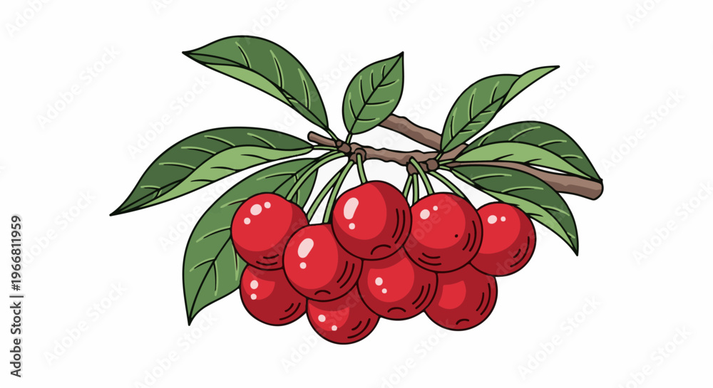 Obraz premium Ripe red cherries with green leaves on a branch