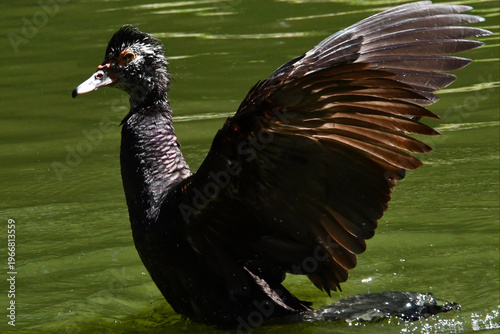 Wallpaper Mural Belíssima pata selvagem de lindas asas tomando banho no lago do Museu da República - Palácio do Catete - RJ Torontodigital.ca