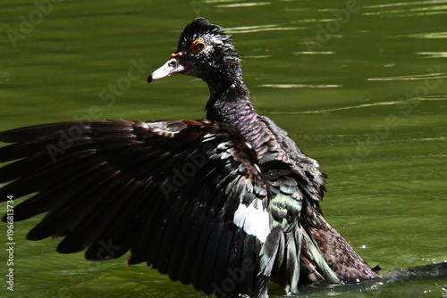 Wallpaper Mural Belíssima pata selvagem de lindas asas tomando banho no lago do Museu da República - Palácio do Catete - RJ Torontodigital.ca