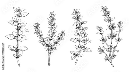 Kitchen garden collection featuring thyme and oregano stems, set of vectors
