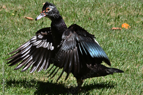 Wallpaper Mural Belíssima pata selvagem de lindas asas tomando banho no lago do Museu da República - Palácio do Catete - RJ Torontodigital.ca