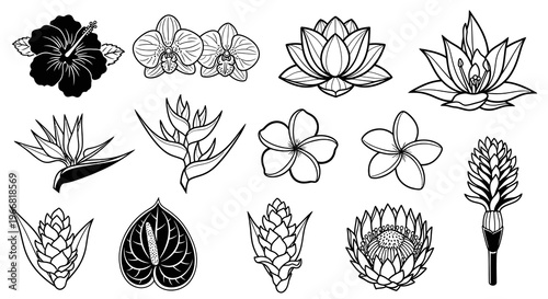 Tropical Flower Blossoms and Exotic Botanical Set