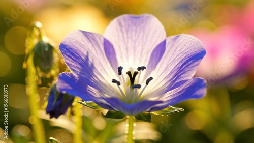Delicate purple flower blossom revealing details of its center with beautiful bokeh background in gentle sunlight