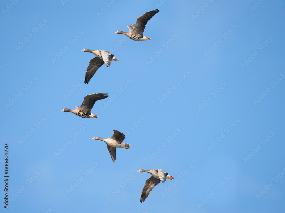 Obraz premium Greater white-fronted geese (Anser albifrons) flying in v formation against blue sky