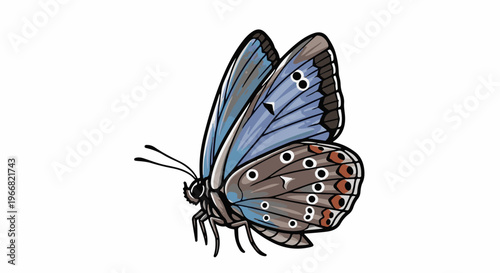 A blue butterfly with brown markings, set against a white background