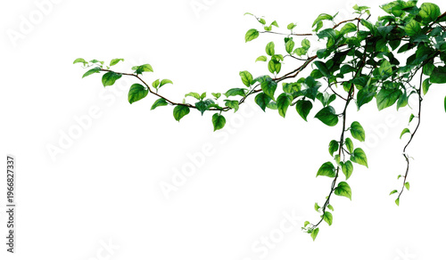 Branch with vibrant green leaves, reaching across a black void, isolated