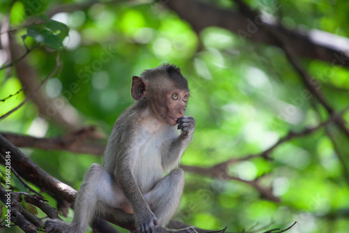 可愛いサル
