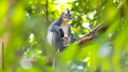 Quadro su tela Thomas monkey (Thomas's langur) in Sumatra, Gunung Leuser National Park