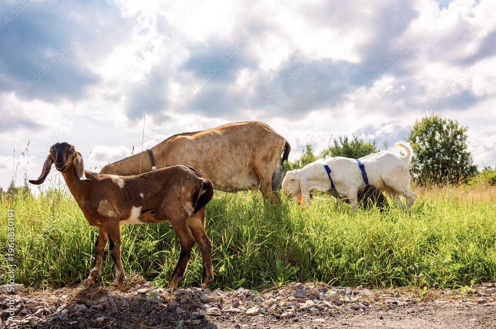 Obraz premium Grazing herd of domestic goats walking through lush green grass on rural pasture under cloudy sky with sunlight breaking through moving clouds