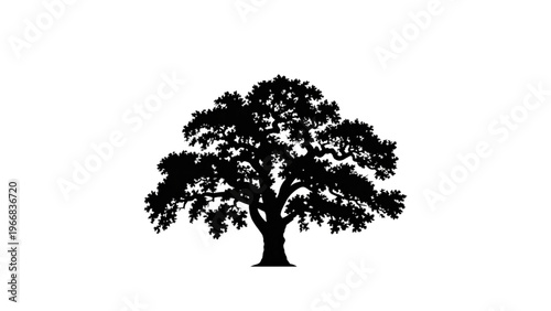 Majestic oak tree with sprawling branches and dense foliage standing tall Vector