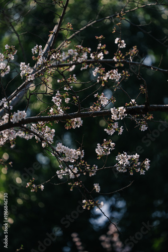 A close-up shot of a cherry blossom branch against a dark, blurred background. Delicate white blossoms are illuminated, creating a serene and moody atmosphere.