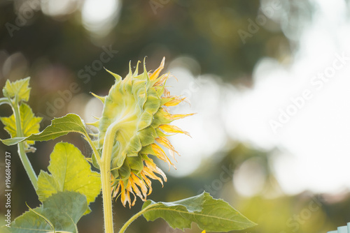Sunflower head showing its green sepals and yellow petals in soft natural light