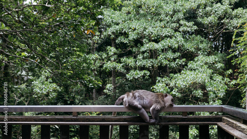 Photography Long tailed macaque (Macaca fascicularis) around Indonesia and Malasya amongst t