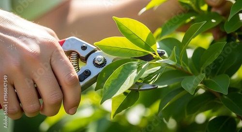 Person pruning green leafy plant with hand pruners in bright natural sunlight garden setting