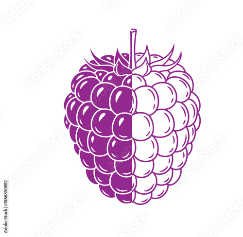 Purple blackberry illustration with white highlights on transparent background