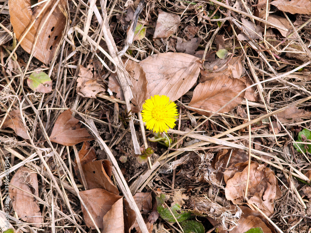 Foto Blooming coltsfoot in spring.