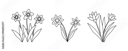 Hand drawn black narcissus and spring flowers collection. Floral line art elements for coloring books and botanical design. Spring outline flowers set.