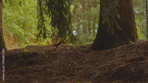 A squirrel runs in the park, a squirrel in the forest