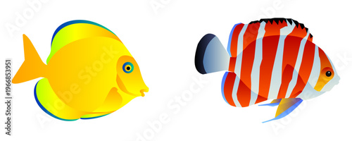 Vector illustration of two vibrant tropical reef fish: a bright yellow tang and a red-and-white striped angelfish, isolated on a white background.
