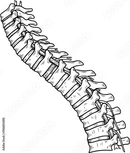 Detailed Black and White of a Human Thoracic Spine Section with Spinal Cord anatomy