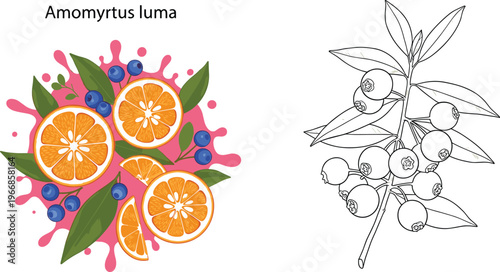 Amomyrtus Luma Fruit Vector Illustration Featuring Orange Slices Blue Berries and Botanical Branch with Hand Drawn Outline Collection