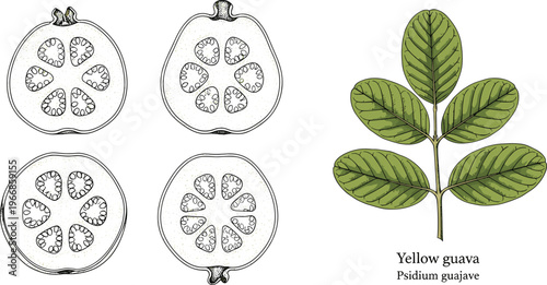 Botanical Yellow Guava Vector Illustration Featuring Fruit Slices and Leaves Hand Drawn Vintage Engraving Style Isolated Plant Collection