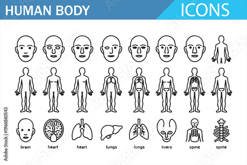Anatomy and healthcare icon collection with human body systems and organs