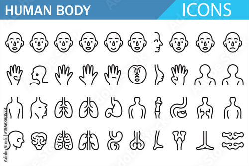 Medical body parts and organs line icons for healthcare and education design