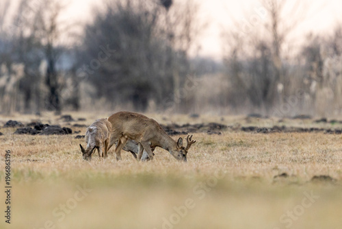 Roebuck - buck (Capreolus capreolus) Roe deer - goat