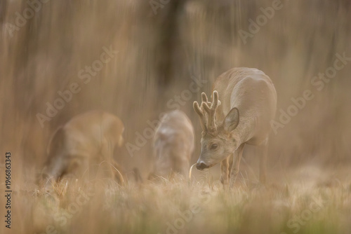 Roebuck - buck (Capreolus capreolus) Roe deer - goat
