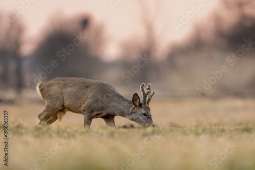 Roebuck - buck (Capreolus capreolus) Roe deer - goat