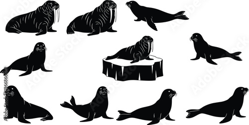 Set of walrus and seal silhouettes featuring arctic marine animals in various poses including swimming sitting and resting isolated on white background