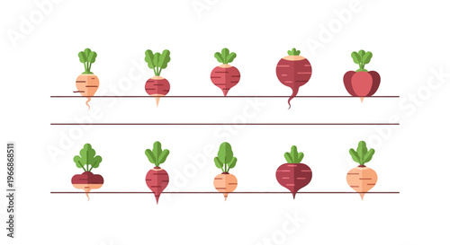 illustration of various colorful beets on shelves