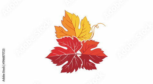 Autumnal grape leaves in red and yellow hues, with delicate vine tendril