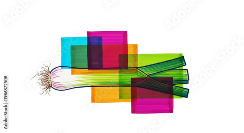 Fresh organic leek illustration on png background with layered transparent color markers and root detail.